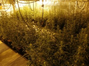 Plantación de marihuana encontrada en una vivienda del Cabanyal